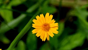 野菊花图片壁纸_5