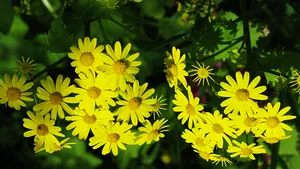 野菊花图片壁纸_6
