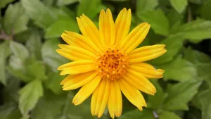 野菊花图片壁纸_7