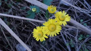 野菊花图片壁纸_11