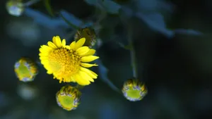 野菊花图片壁纸_17