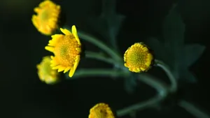 野菊花图片壁纸_18