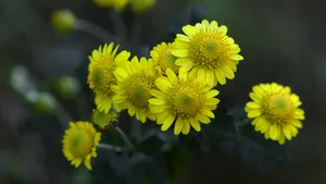 野菊花图片壁纸_19