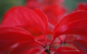 花开四季高清桌面壁纸_2