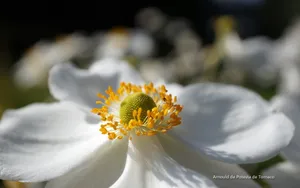 花开四季高清桌面壁纸_8