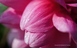 花开四季高清桌面壁纸_13
