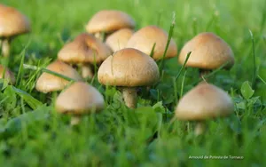 花开四季高清桌面壁纸_16