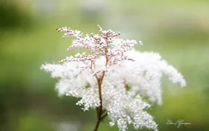 美丽花儿朦胧微距壁纸_2