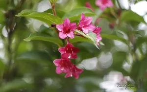 美丽花儿朦胧微距壁纸_3