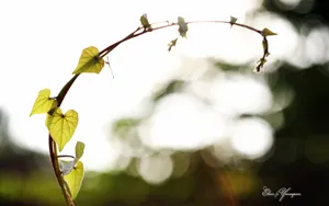 美丽花儿朦胧微距壁纸_4