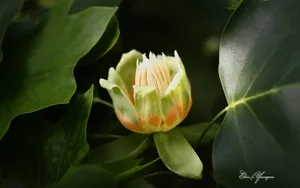 美丽花儿朦胧微距壁纸_6