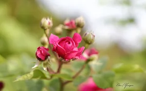 美丽花儿朦胧微距壁纸_7