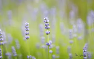 美丽花儿朦胧微距壁纸_8