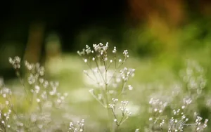 美丽花儿朦胧微距壁纸_10