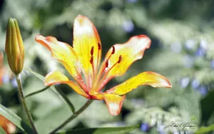 美丽花儿朦胧微距壁纸_11