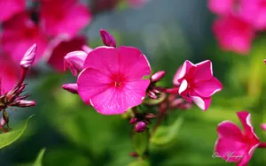 美丽花儿朦胧微距壁纸_13