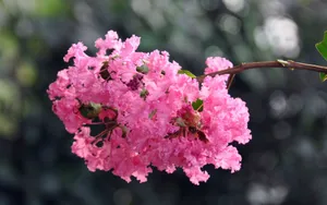 紫薇花花语图片壁纸_2