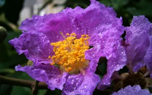 紫薇花花语图片壁纸_3