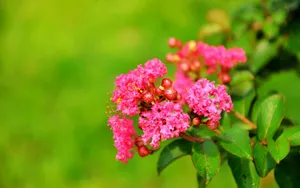 紫薇花花语图片壁纸_4