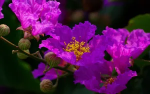 紫薇花花语图片壁纸_5