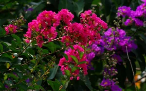 紫薇花花语图片壁纸_7