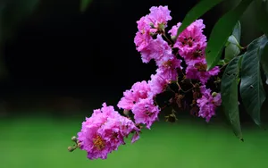紫薇花花语图片壁纸_8