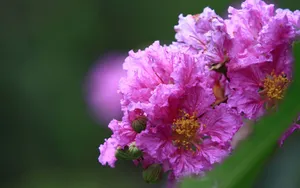 紫薇花花语图片壁纸_9