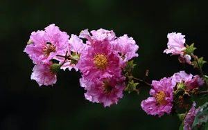 紫薇花花语图片壁纸_10