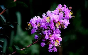 紫薇花花语图片壁纸_11