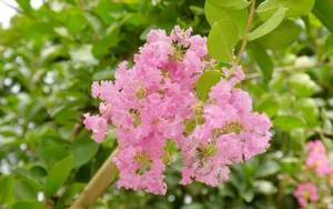 紫薇花花语图片壁纸_13