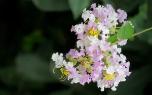 紫薇花花语图片壁纸_14