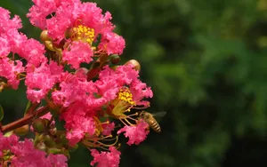 紫薇花花语图片壁纸_16
