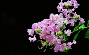 紫薇花花语图片壁纸_17