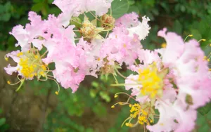 紫薇花花语图片壁纸_18