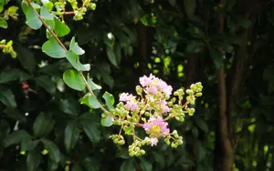 紫薇花花语图片壁纸_19