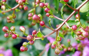 紫薇花花语图片壁纸_20