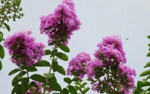 紫薇花花语图片壁纸_21
