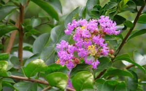 紫薇花花语图片壁纸_22