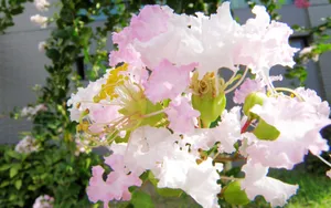 紫薇花花语图片壁纸_23