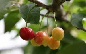 樱桃水果图片壁纸_10