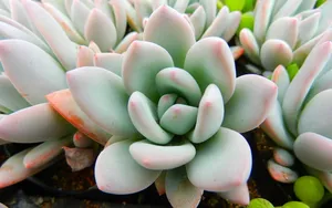 肉肉植物特写图片壁纸第1张