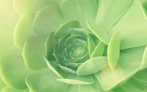 肉肉植物特写图片壁纸_2