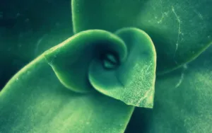 肉肉植物特写图片壁纸_3