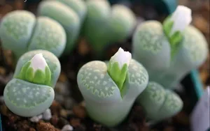 肉肉植物特写图片壁纸_9