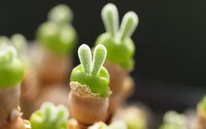 肉肉植物特写图片壁纸_10