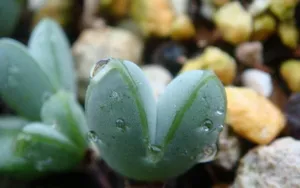 肉肉植物特写图片壁纸_11