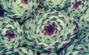 肉肉植物特写图片壁纸_12