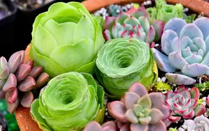 肉肉植物特写图片壁纸_13