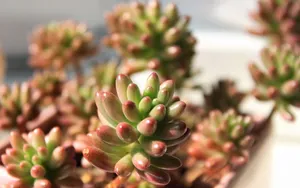 肉肉植物特写图片壁纸_14