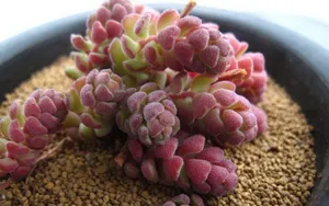 肉肉植物特写图片壁纸_15
